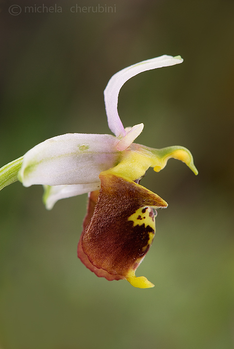 varie orchidee da determinare,qualcuno mi aiuta?